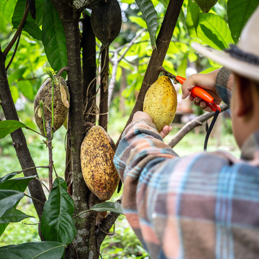 Kakao bönor i Ecuador