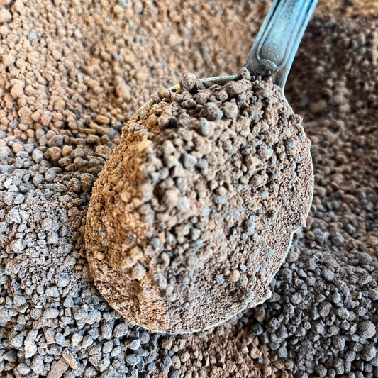 hackad cacao